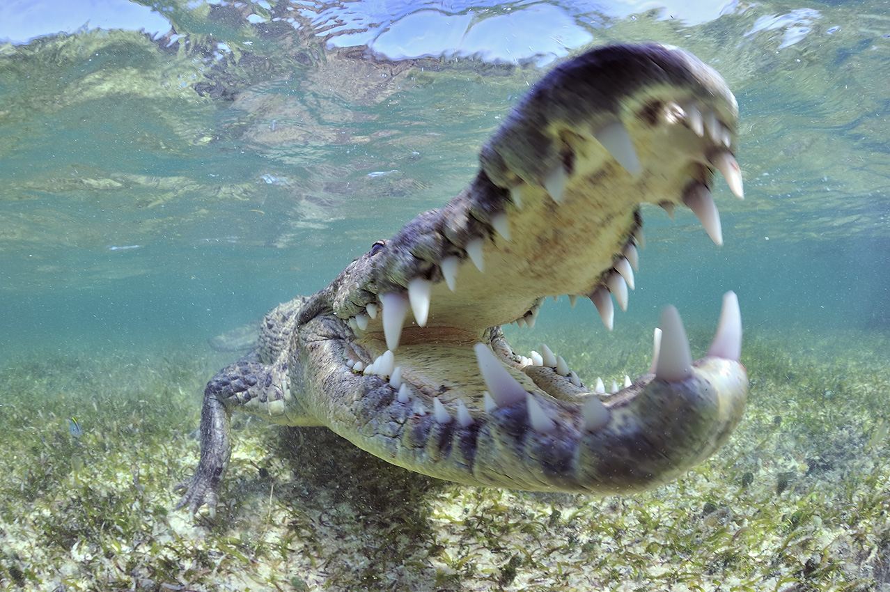 Gros plan d'un crocodile américain – Mexique