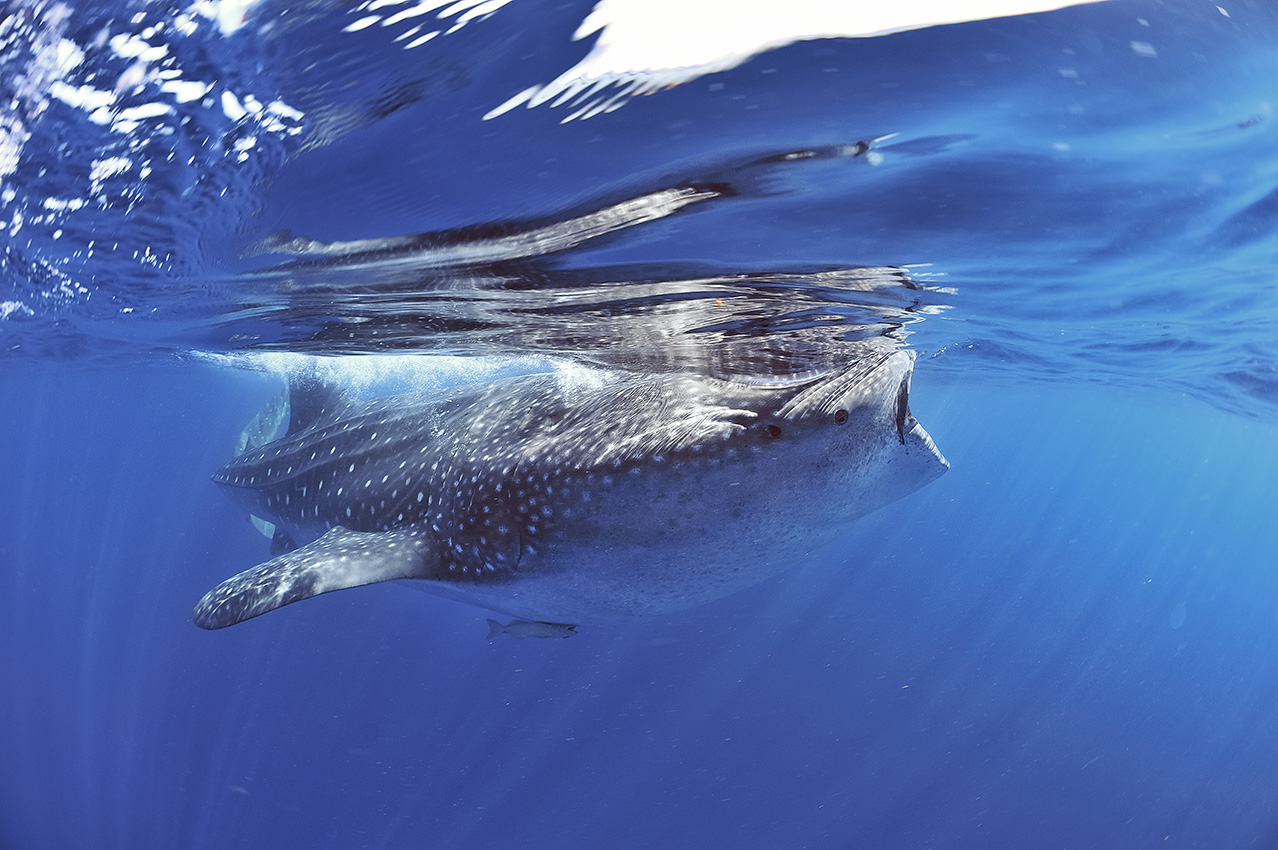 Un requin baleine avec un rémora sous son ventre- Mexique