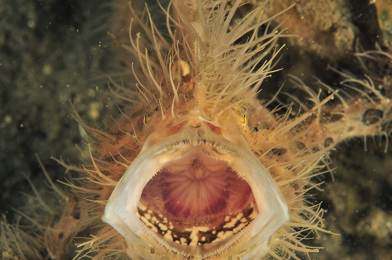 Un poisson-crapaud ou antennaire strié ouvrant la bouche – Philippines