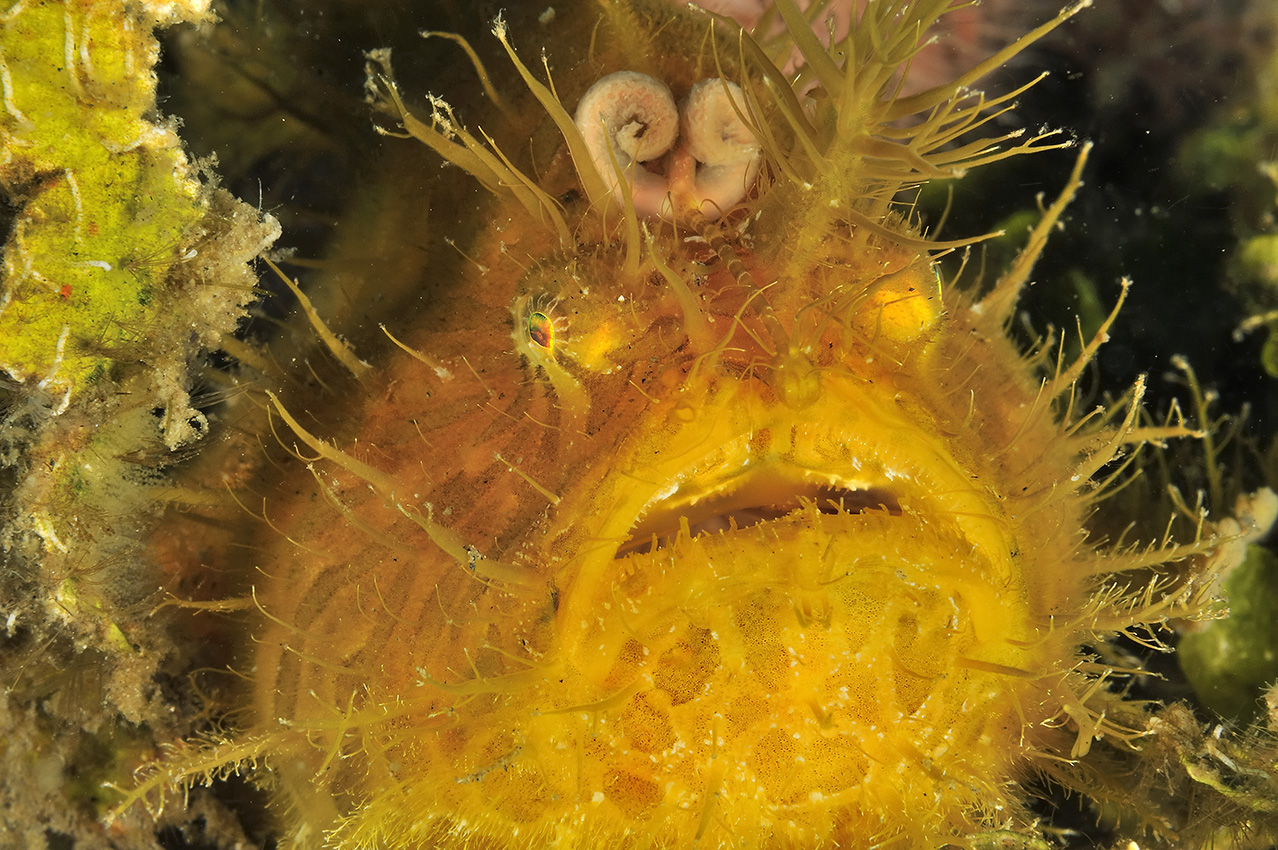 Gros plan d'un poisson-crapaud ou antennaire strié avec son leurre – Philippines