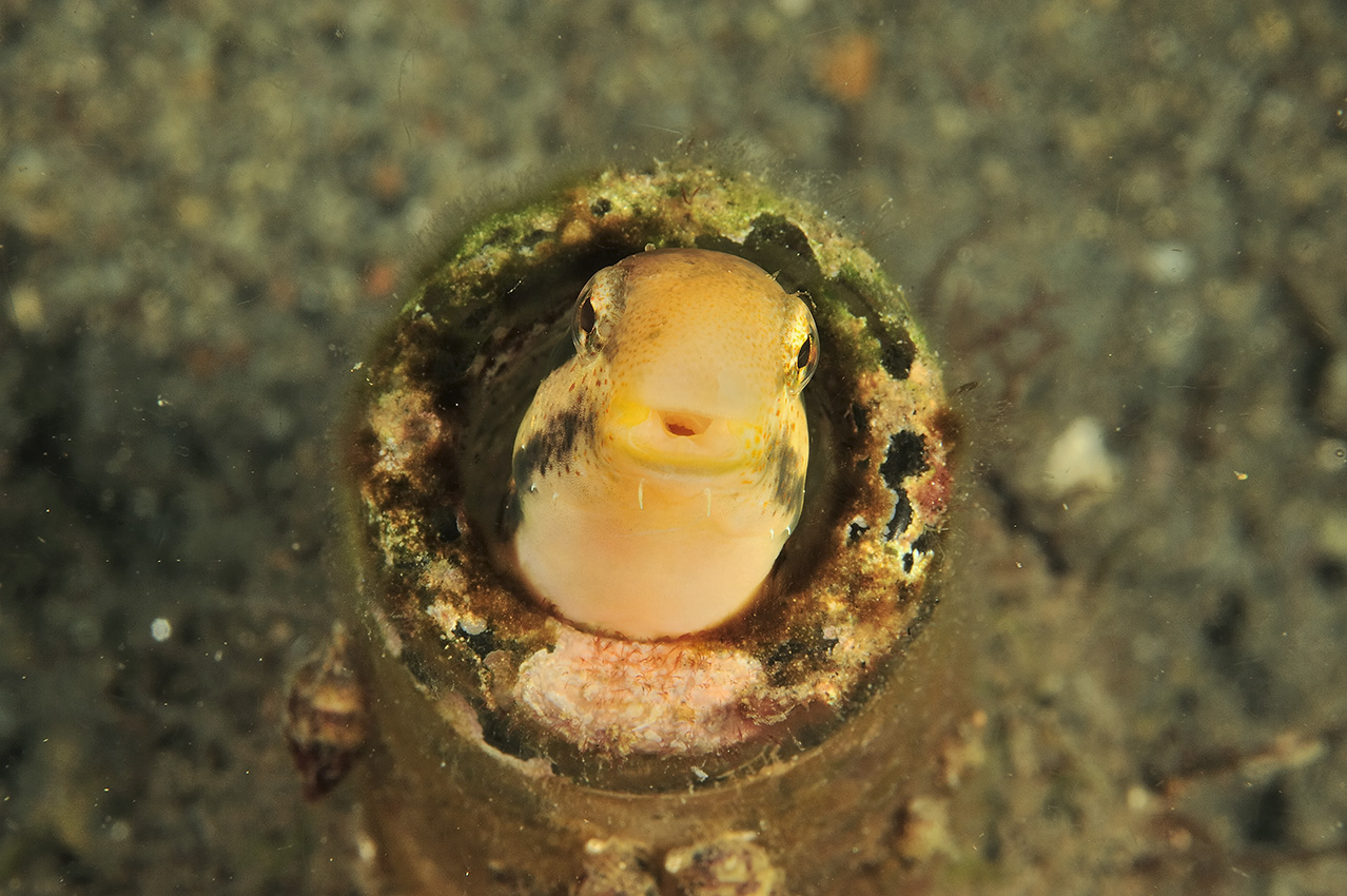 Une blennie à dents de sabre dans une bouteille en verre abandonnée – Philippines
