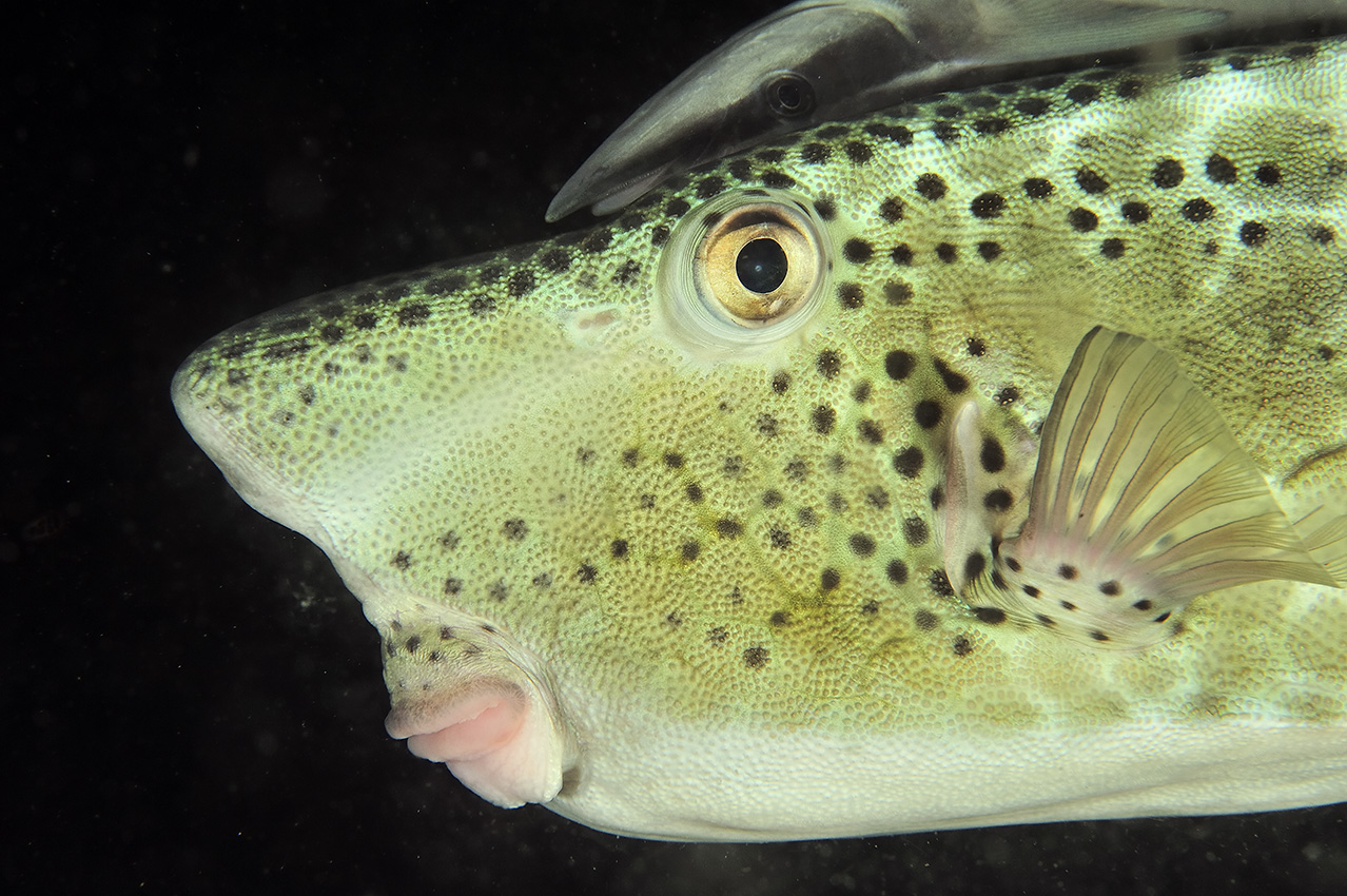 Gros plan d'un poisson-coffre à grand nez avec un rémora de nuit – Philippines