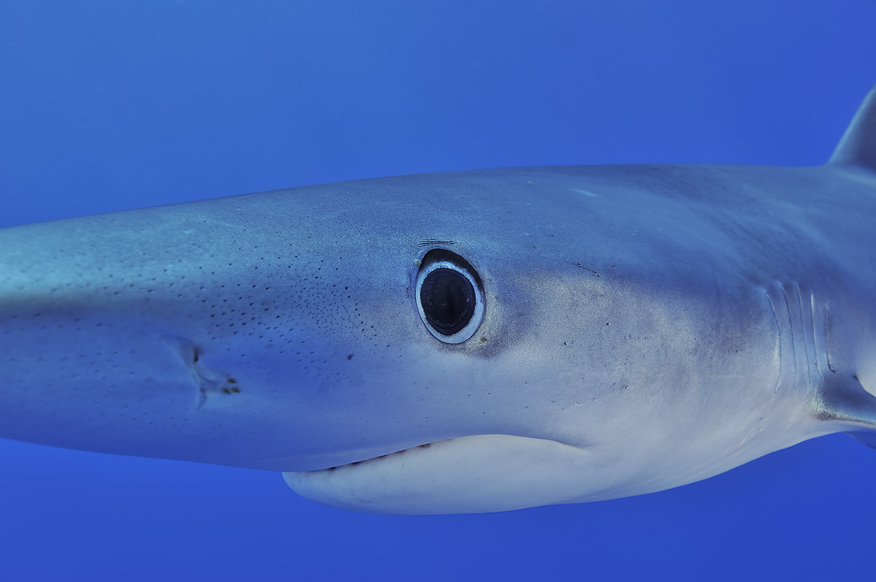 Gros plan d'un requin bleu ou peau bleue – Açores