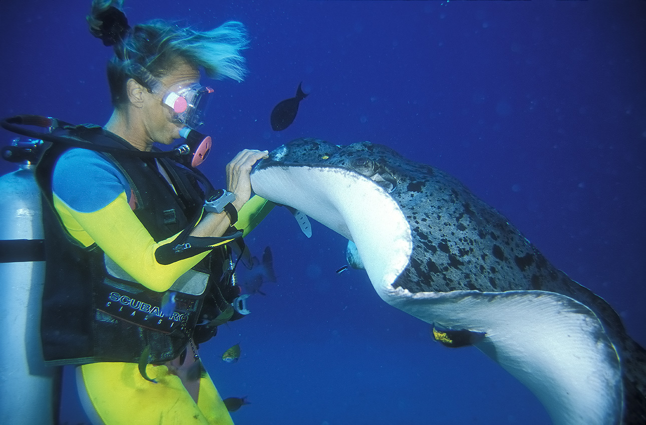 Une plongeuse caresse une raie pastenague à taches noires (Taeniura melanospilos) - Maldives