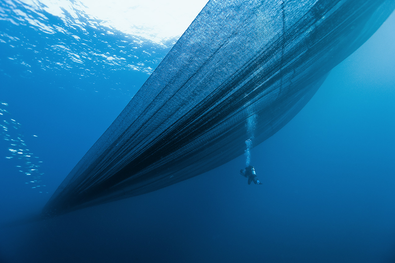 Un plongeur à côté d'un filet de senneur pour la pêche aux thons - Venezuela