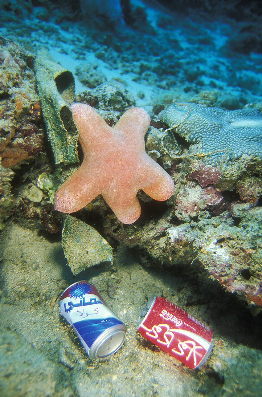 Pollution sur le récif de Male avec une étoile de mer étoile-coussin granuleuse – Maldives
