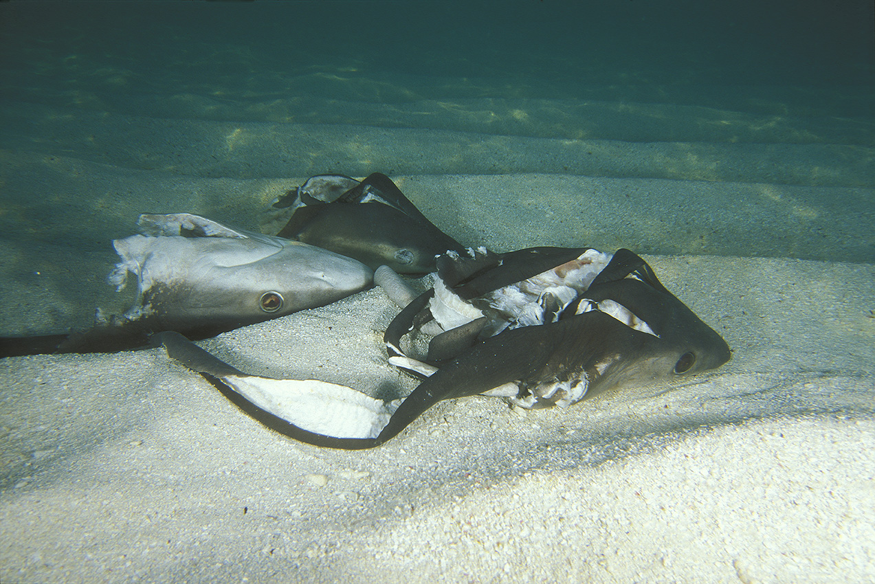 Têtes de requins gris ou dagsit – Maldives