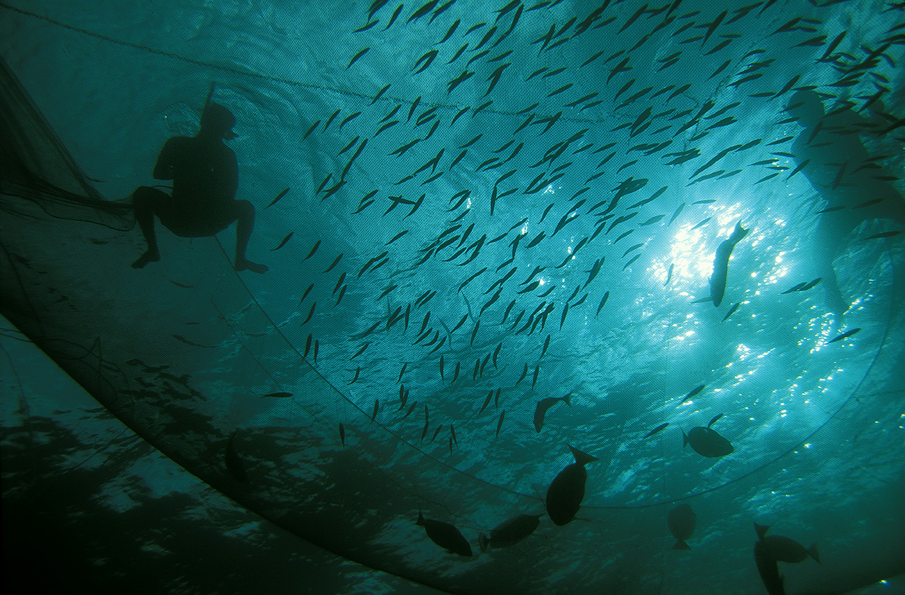 Pêche traditionnelle d'alevins au filet – Maldives