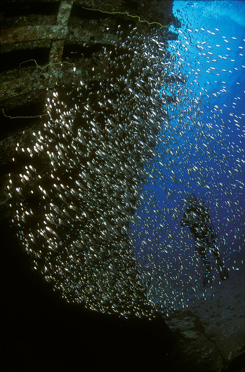 Un banc de poissons-hachettes nains dans l'épave du Giannis D – Egypte