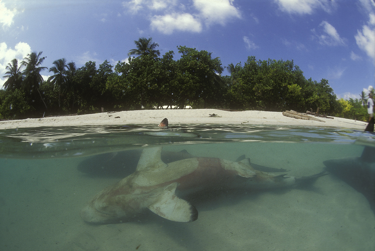 Cadavres de requins pêchés dont on va découper les ailerons dans un lagon – Maldives