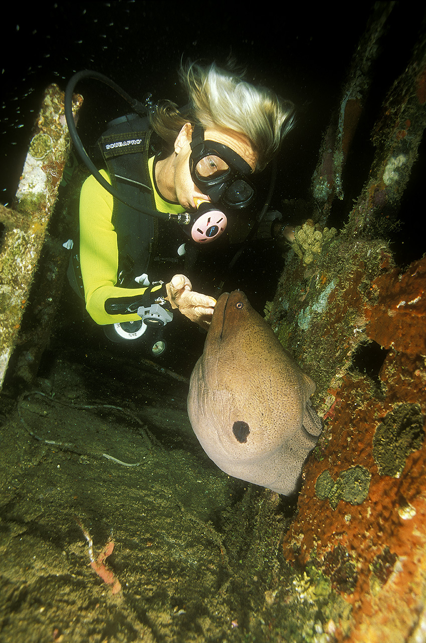 Une murène de Java dans une épave se laissant caresser par une plongeuse - Maldives