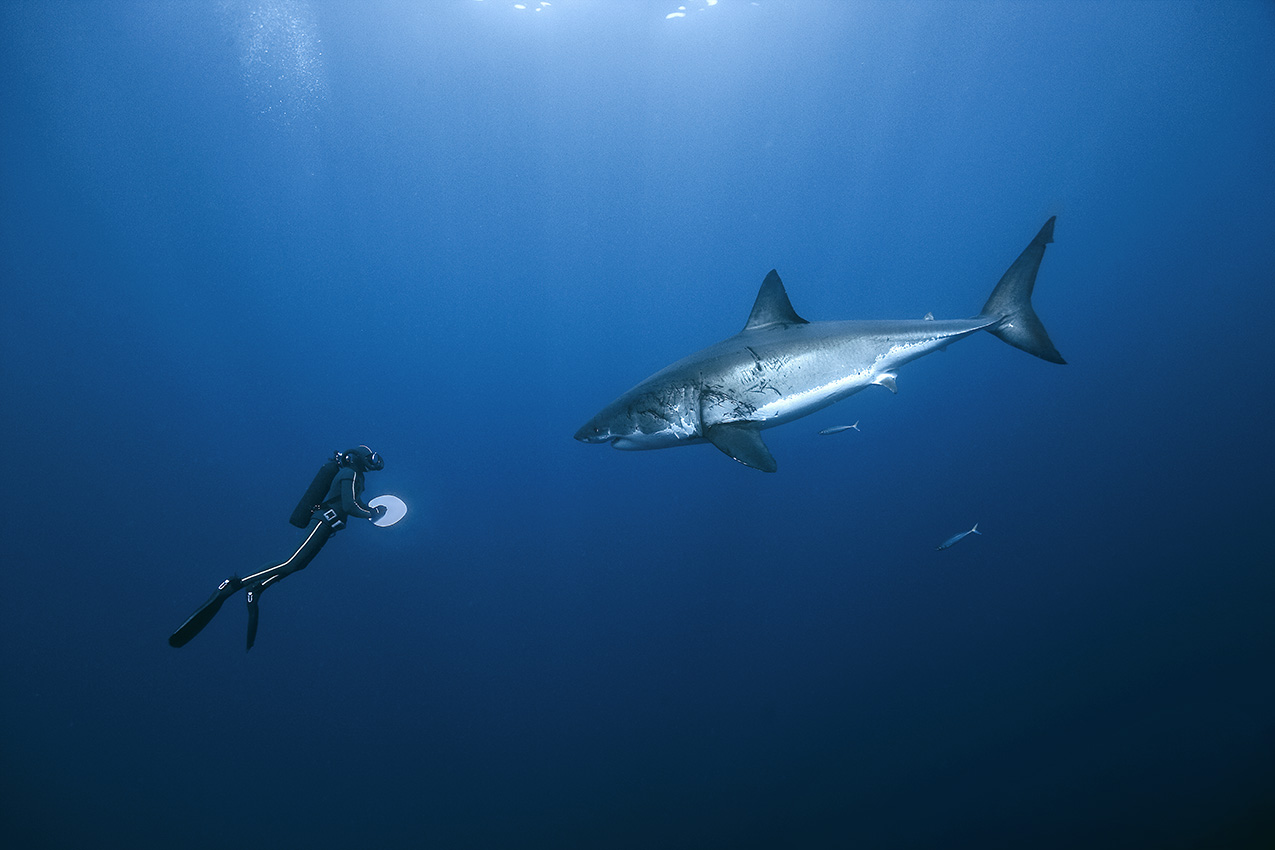Un plongeur face à un grand requin blanc – Mexique