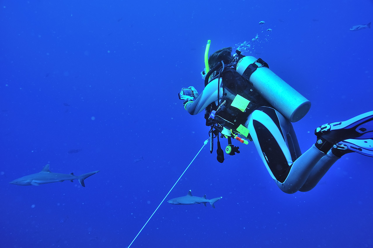 Un plongeur dans une passe observant les requins gris – Palaos
