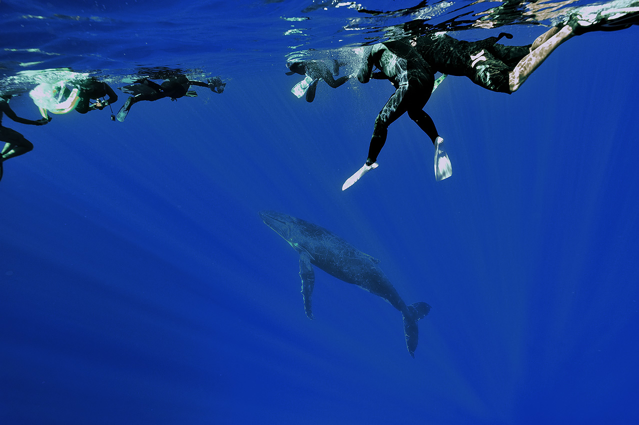 Des touristes à la surface en train d'observer une baleine à bosse - Polynésie Française