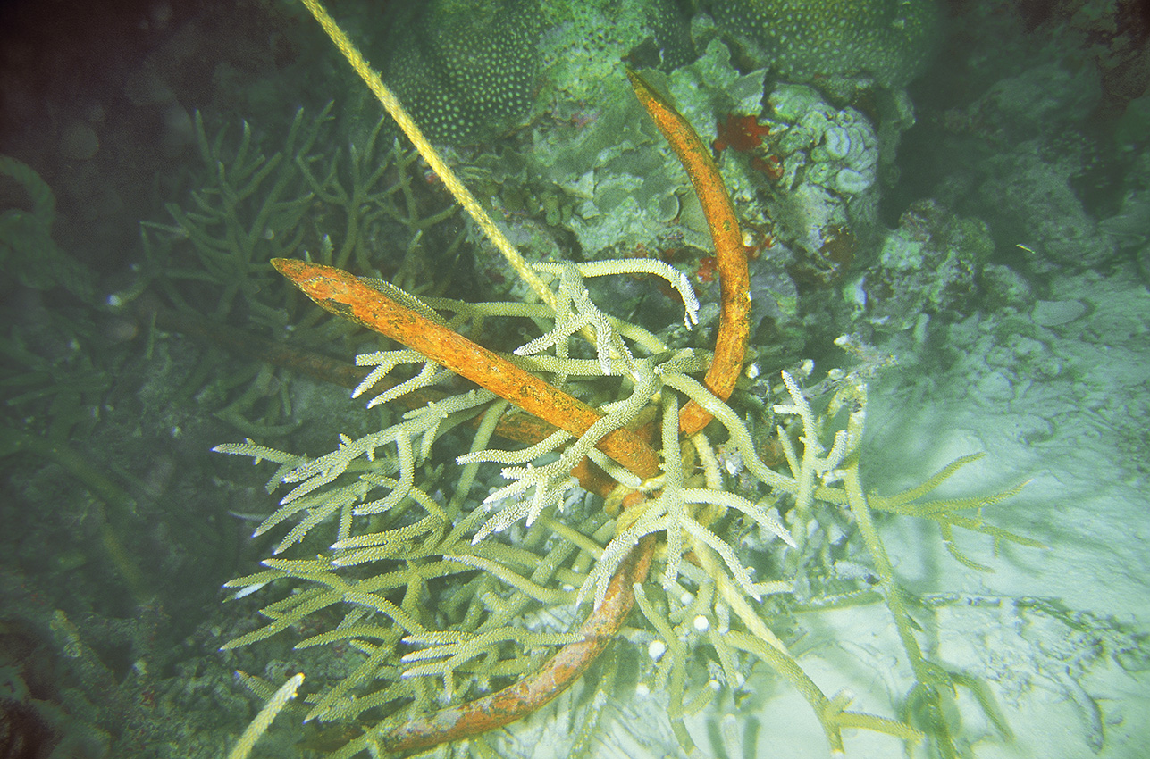 Une ancre arrache un morceau de corail dur – Maldives