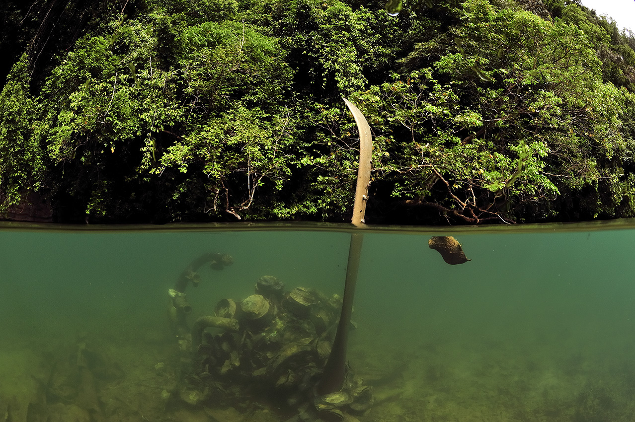 Hélice d'un hydravion japonais près d'une grotte qui lui servait de hangar naturel - Palaos