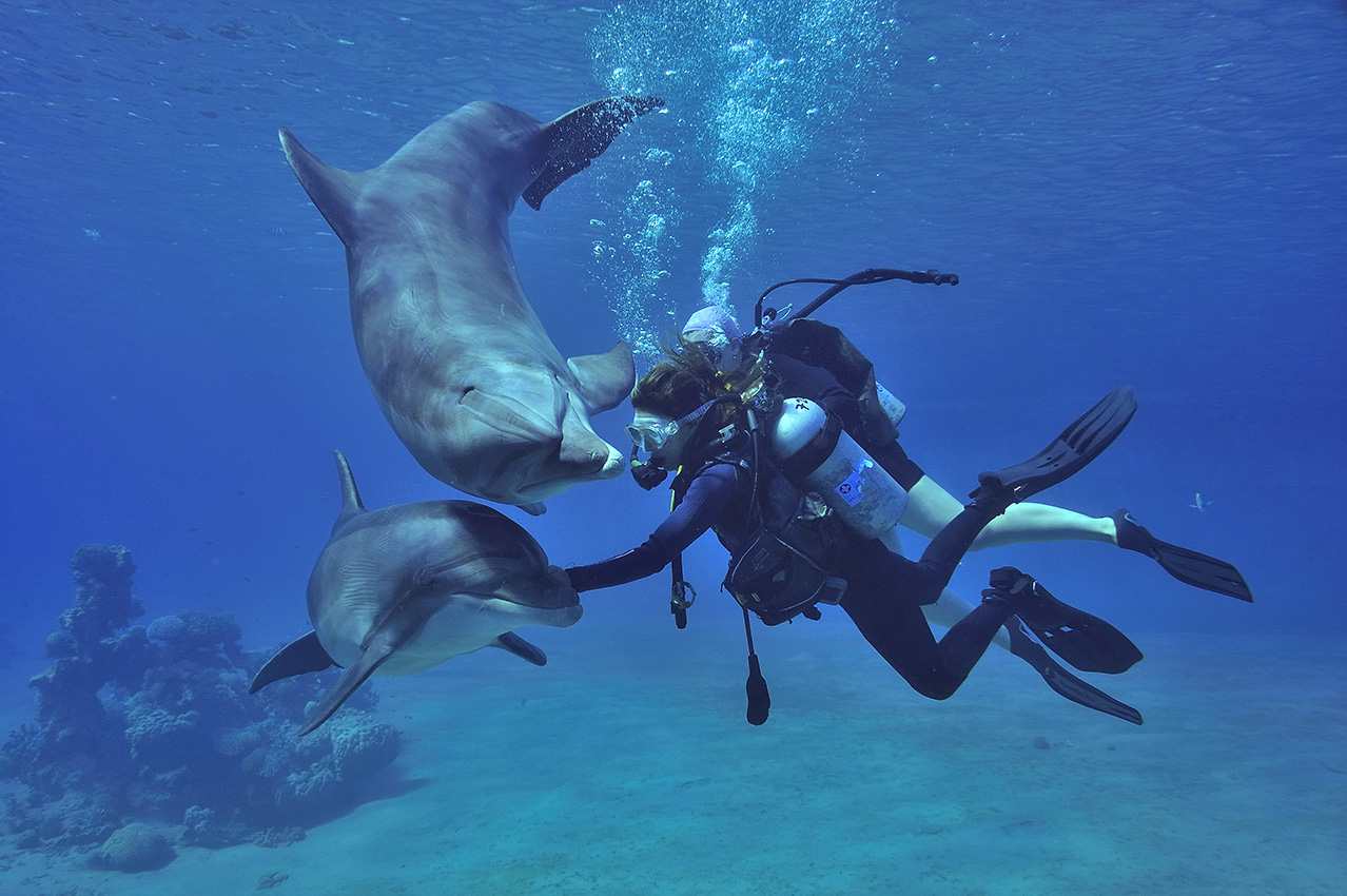 Les grands dauphins du Dolphin Reef s'approchent très facilement des plongeurs- Israël