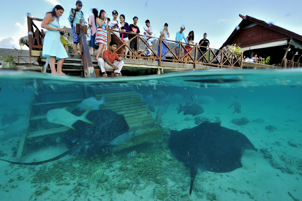Les raies pastenagues sont nourries au bout du ponton pour le plaisir des touristes – Maldives