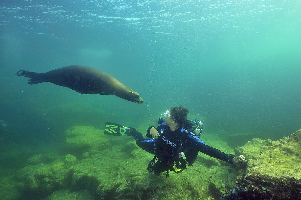 Une plongeuse avec une otarie de Californie joueuse – Mexique