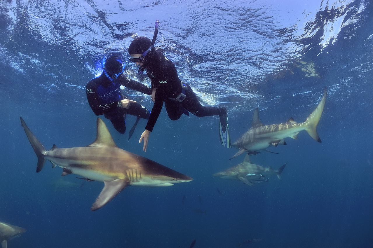 Des plongeurs en apnée au milieu des requins bordés ou pointe noire - Afrique du Sud