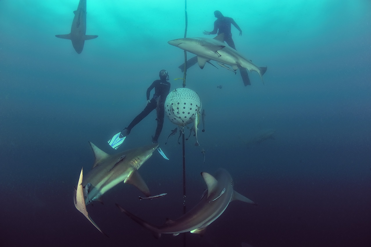 Des plongeurs en apnée au milieu des requins bordés ou pointe noire - Afrique du Sud