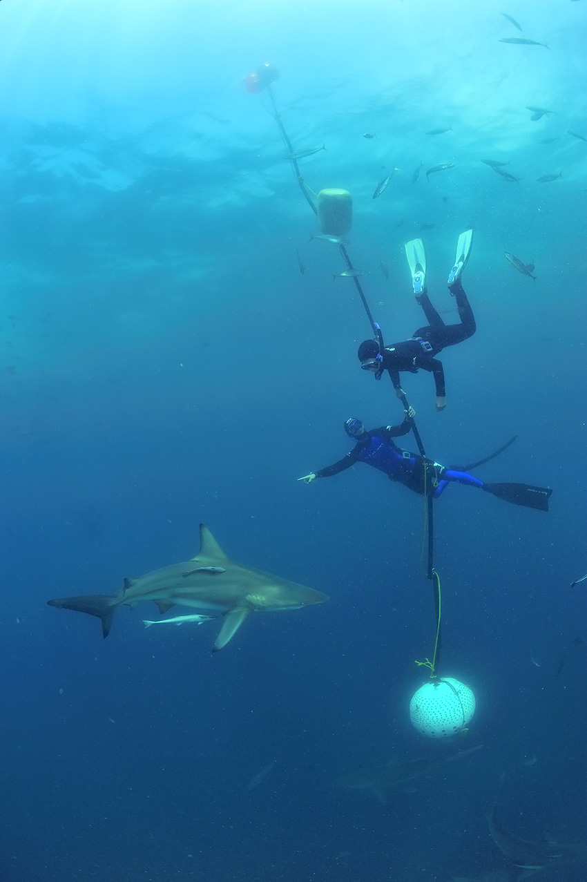 Des plongeurs en apnée au milieu des requins bordés ou pointe noire - Afrique du Sud
