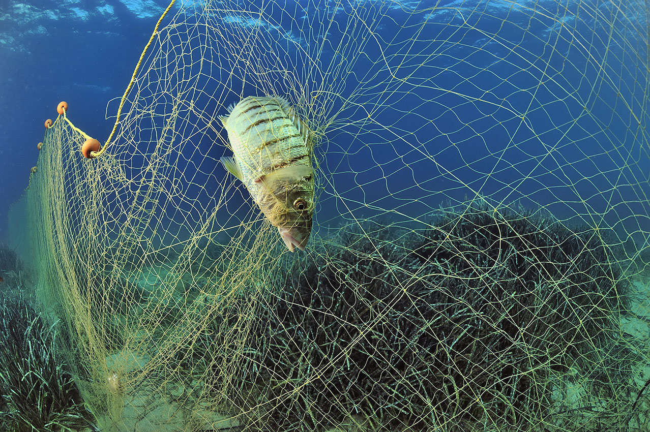 Un marbré ou dorade marbrée coincé dans un filet de pêche - Grèce