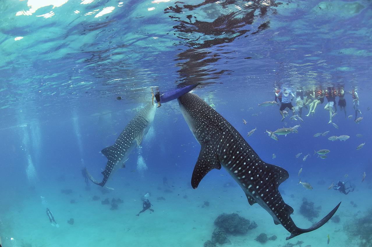 Depuis quelques années des pêcheurs locaux nourrissent les requins baleines avec des crevettes – Philippines
