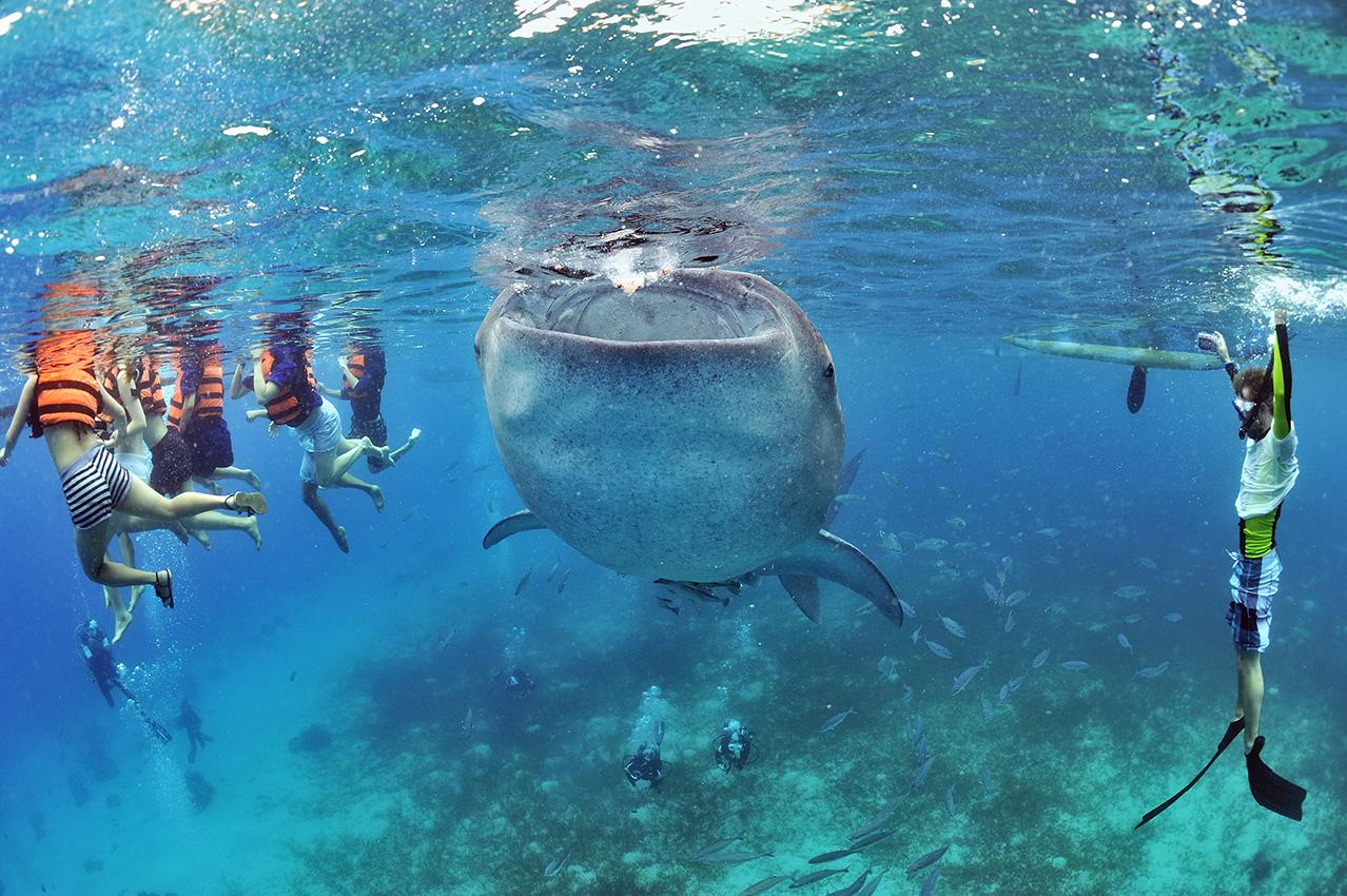 Depuis quelques années des pêcheurs locaux nourrissent les requins baleines avec des crevettes – Philippines