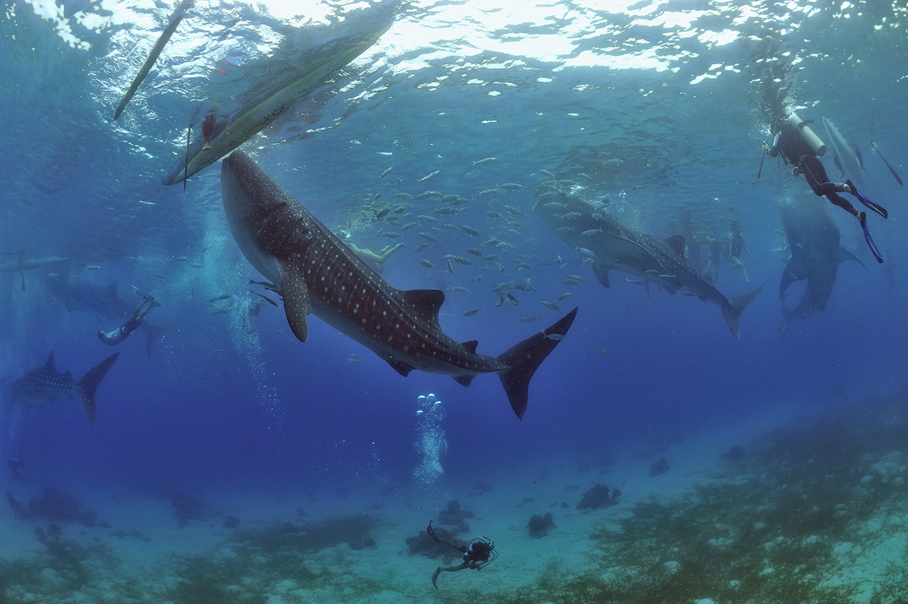 Depuis quelques années des pêcheurs locaux nourrissent les requins baleines avec des crevettes – Philippines