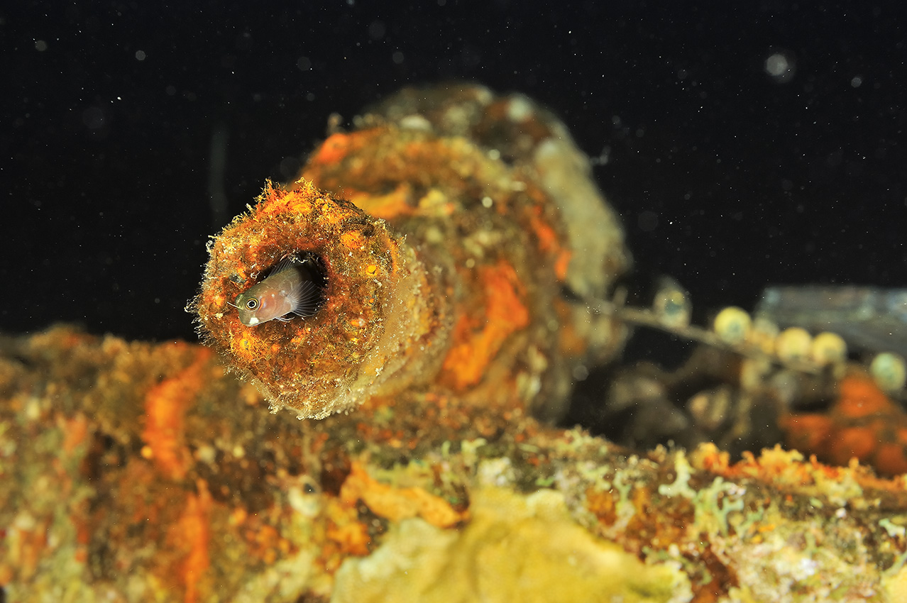 Une blennie dans le canon d'une mitrailleuse de l'épave du Sankisan Maru - Chuuk Lagoon ou Truk Lagoon