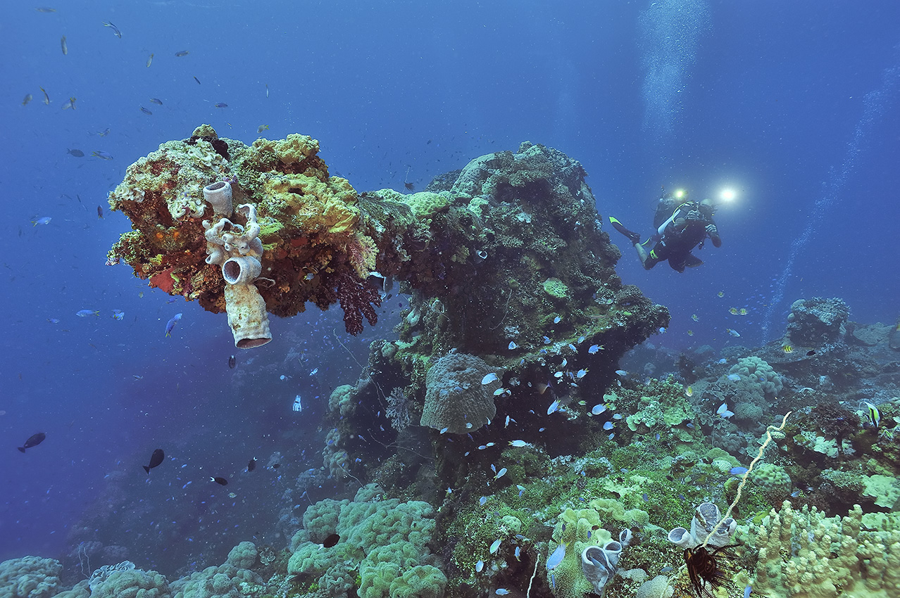 Un plongeur devant le canon à la proue de l'épave du Fujikawa Maru - Chuuk Lagoon ou Truk Lagoon