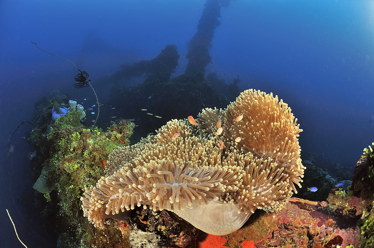L'épave du Fujikawa Maru - Chuuk Lagoon ou Truk Lagoon