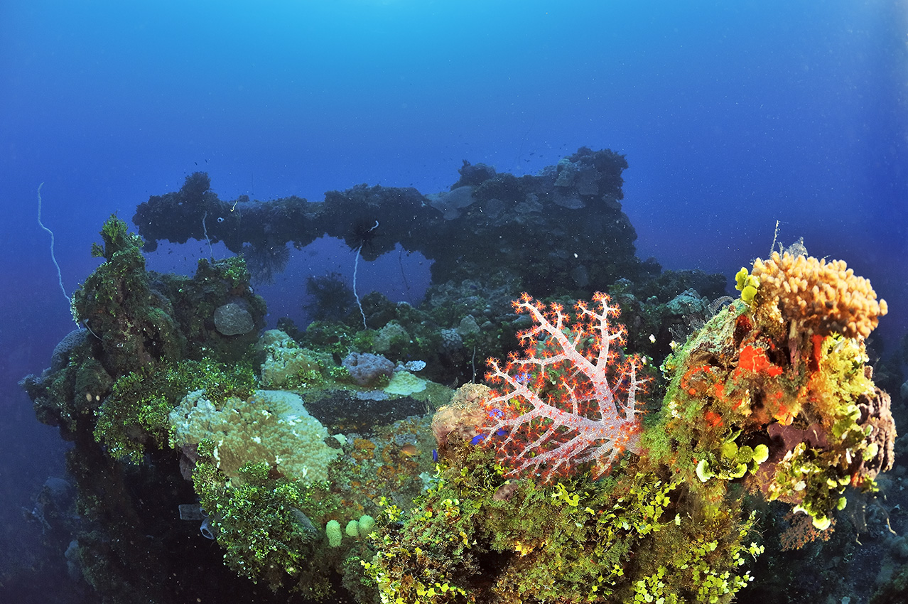 L'épave du Fujikawa Maru avec son canon - Chuuk Lagoon ou Truk Lagoon