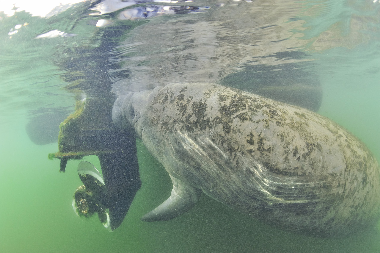 Un lamantin avec des cicatrices sur le corps broute les algues sur l'hélice d'un bateau – USA