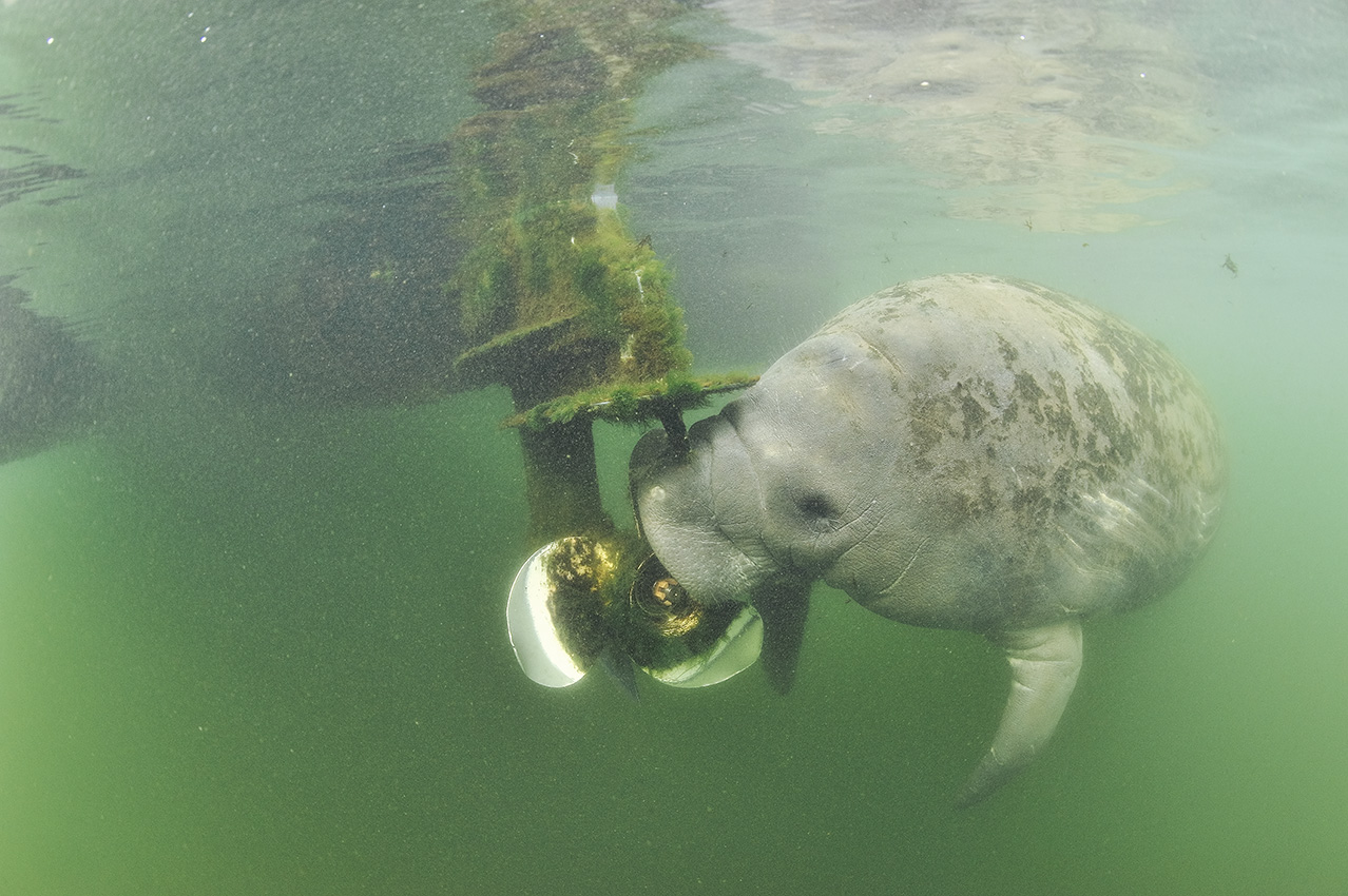Un lamantin avec des cicatrices sur le corps broute les algues sur l'hélice d'un bateau – USA