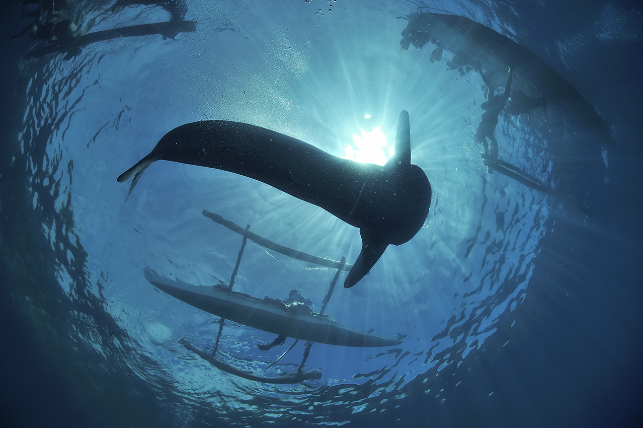 Silhouette d'un requin baleine en contre jour nourri par des pêcheurs locaux – Philippines