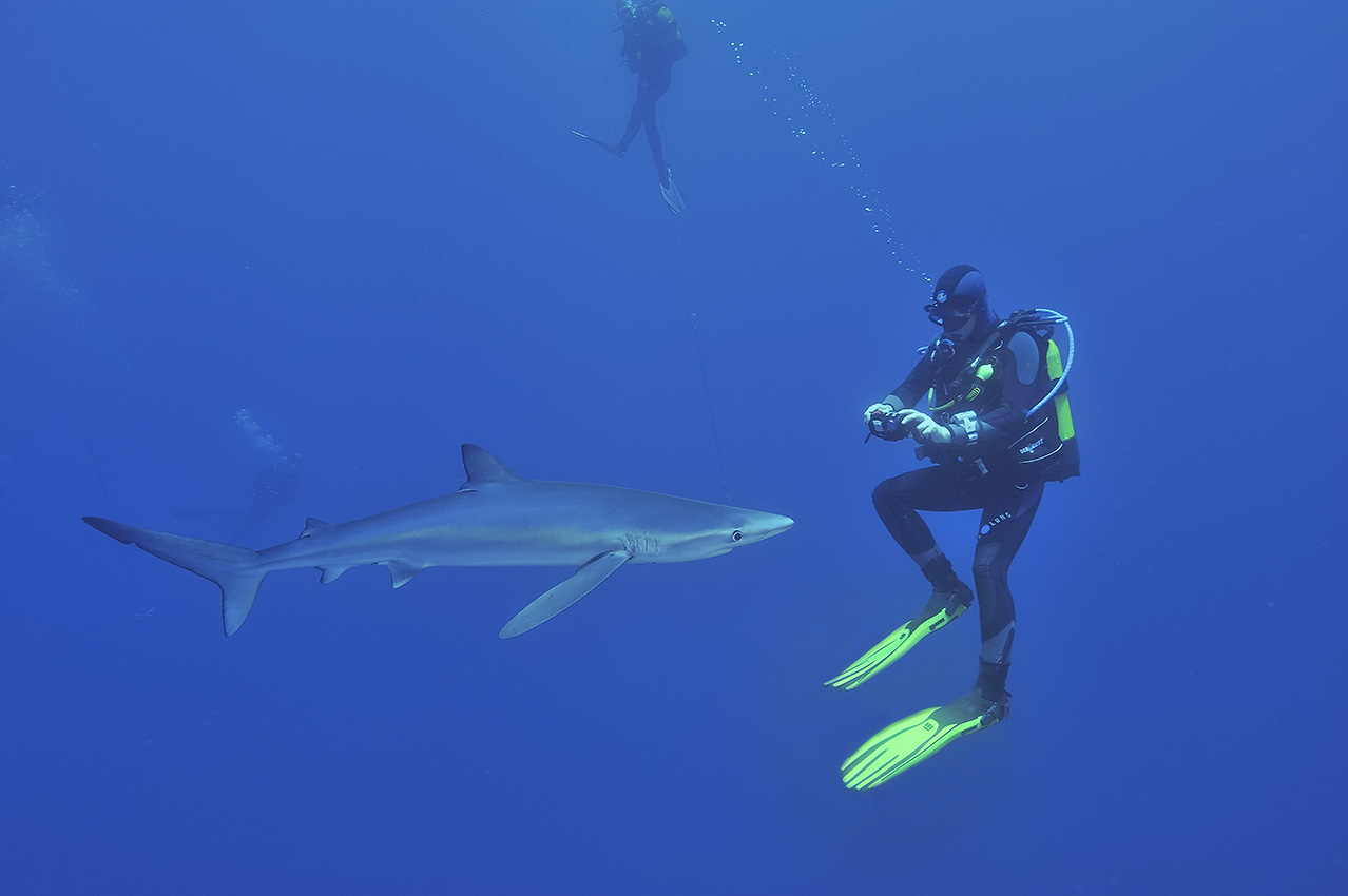 Un requin bleu ou peau bleue avec des plongeurs - Açores